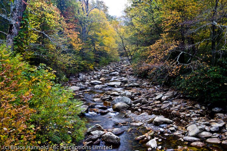Autumn Colors On Dogwood Stream